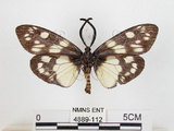 中文名:蓬萊茶斑蛾(4889-112)學名:Eterusia aedea formosana Jordan, 1907(4889-112)