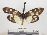 中文名:蓬萊茶斑蛾(4889-11)學名:Eterusia aedea formosana Jordan, 1907(4889-11)