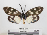 中文名:蓬萊茶斑蛾(4889-41)學名:Eterusia aedea formosana Jordan, 1907(4889-41)