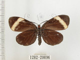 中文名:茶帶螢斑蛾(1282-20096)學名:Pidorus atratus Butler, 1877(1282-20096)