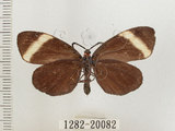 中文名:茶帶螢斑蛾(1282-20082)學名:Pidorus atratus Butler, 1877(1282-20082)