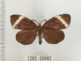 中文名:茶帶螢斑蛾(1282-20082)學名:Pidorus atratus Butler, 1877(1282-20082)