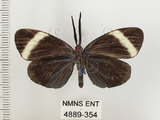 中文名:茶帶螢斑蛾(4889-354)學名:Pidorus atratus Butler, 1877(4889-354)
