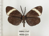 中文名:茶帶螢斑蛾(4889-201)學名:Pidorus atratus Butler, 1877(4889-201)