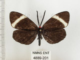 中文名:茶帶螢斑蛾(4889-201)學名:Pidorus atratus Butler, 1877(4889-201)
