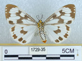 中文名:粉蝶燈蛾(1729-35)學名:Nyctemera adversata (Schaller, 1788)(1729-35)