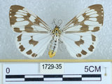 中文名:粉蝶燈蛾(1729-35)學名:Nyctemera adversata (Schaller, 1788)(1729-35)