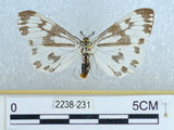 中文名:粉蝶燈蛾(2238-231)學名:Nyctemera adversata (Schaller, 1788)(2238-231)