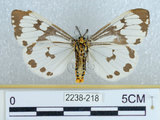 中文名:粉蝶燈蛾(2238-218)學名:Nyctemera adversata (Schaller, 1788)(2238-218)