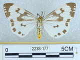 中文名:粉蝶燈蛾(2238-177)學名:Nyctemera adversata (Schaller, 1788)(2238-177)