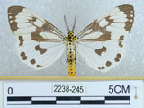 中文名:粉蝶燈蛾(2238-245)學名:Nyctemera adversata (Schaller, 1788)(2238-245)