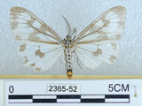 中文名:粉蝶燈蛾(2365-52)學名:Nyctemera adversata (Schaller, 1788)(2365-52)