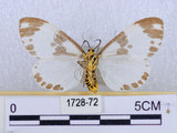 中文名:後凸蝶燈蛾(1728-72)學名:Nyctemera formosana (Swinhoe, 1908)(1728-72)