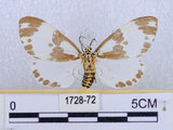 中文名:後凸蝶燈蛾(1728-72)學名:Nyctemera formosana (Swinhoe, 1908)(1728-72)