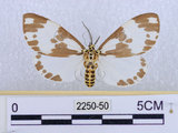 中文名:後凸蝶燈蛾(2250-50)學名:Nyctemera formosana (Swinhoe, 1908)(2250-50)