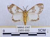 中文名:後凸蝶燈蛾(2965-650)學名:Nyctemera formosana (Swinhoe, 1908)(2965-650)