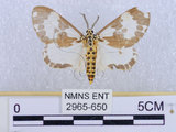 中文名:後凸蝶燈蛾(2965-650)學名:Nyctemera formosana (Swinhoe, 1908)(2965-650)