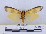 中文名:閃光苔蛾(750-31)學名:Chrysaeglia magnifica (Walker, 1862)(750-31)