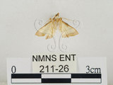 中文名:瘤野螟(211-26)學名:Cnaphalocrocis medinalis (Guenée, 1854)(211-26)