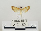中文名:瘤野螟(212-150)學名:Cnaphalocrocis medinalis (Guenée, 1854)(212-150)