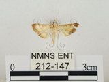 中文名:瘤野螟(212-147)學名:Cnaphalocrocis medinalis (Guenée, 1854)(212-147)