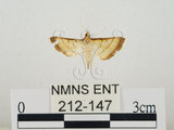 中文名:瘤野螟(212-147)學名:Cnaphalocrocis medinalis (Guenée, 1854)(212-147)