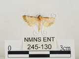 中文名:瘤野螟(245-130)學名:Cnaphalocrocis medinalis (Guenée, 1854)(245-130)