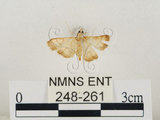 中文名:瘤野螟(248-261)學名:Cnaphalocrocis medinalis (Guenée, 1854)(248-261)