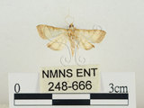 中文名:瘤野螟(248-666)學名:Cnaphalocrocis medinalis (Guenée, 1854)(248-666)