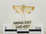 中文名:瘤野螟(248-667)學名:Cnaphalocrocis medinalis (Guenée, 1854)(248-667)