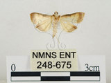 中文名:瘤野螟(248-675)學名:Cnaphalocrocis medinalis (Guenée, 1854)(248-675)