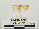 中文名:瘤野螟(248-672)學名:Cnaphalocrocis medinalis (Guenée, 1854)(248-672)