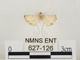 中文名:瘤野螟(627-126)學名:Cnaphalocrocis medinalis (Guenée, 1854)(627-126)