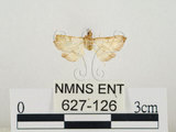 中文名:瘤野螟(627-126)學名:Cnaphalocrocis medinalis (Guenée, 1854)(627-126)
