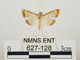中文名:瘤野螟(627-128)學名:Cnaphalocrocis medinalis (Guenée, 1854)(627-128)