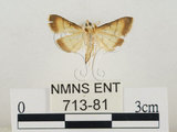 中文名:瘤野螟(713-81)學名:Cnaphalocrocis medinalis (Guenée, 1854)(713-81)