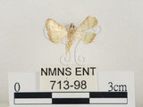 中文名:瘤野螟(713-98)學名:Cnaphalocrocis medinalis (Guenée, 1854)(713-98)