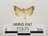 中文名:瘤野螟(713-71)學名:Cnaphalocrocis medinalis (Guenée, 1854)(713-71)