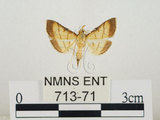 中文名:瘤野螟(713-71)學名:Cnaphalocrocis medinalis (Guenée, 1854)(713-71)