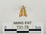 中文名:瘤野螟(731-78)學名:Cnaphalocrocis medinalis (Guenée, 1854)(731-78)
