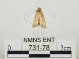 中文名:瘤野螟(731-78)學名:Cnaphalocrocis medinalis (Guenée, 1854)(731-78)
