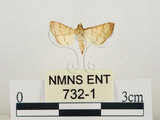 中文名:瘤野螟(732-1)學名:Cnaphalocrocis medinalis (Guenée, 1854)(732-1)