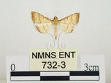 中文名:瘤野螟(732-3)學名:Cnaphalocrocis medinalis (Guenée, 1854)(732-3)