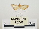中文名:瘤野螟(732-6)學名:Cnaphalocrocis medinalis (Guenée, 1854)(732-6)