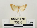 中文名:瘤野螟(732-8)學名:Cnaphalocrocis medinalis (Guenée, 1854)(732-8)