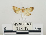 中文名:瘤野螟(734-13)學名:Cnaphalocrocis medinalis (Guenée, 1854)(734-13)