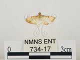中文名:瘤野螟(734-17)學名:Cnaphalocrocis medinalis (Guenée, 1854)(734-17)