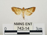 中文名:瘤野螟(743-14)學名:Cnaphalocrocis medinalis (Guenée, 1854)(743-14)