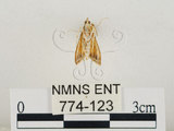 中文名:瘤野螟(774-123)學名:Cnaphalocrocis medinalis (Guenée, 1854)(774-123)