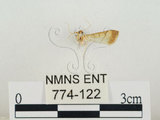 中文名:瘤野螟(774-122)學名:Cnaphalocrocis medinalis (Guenée, 1854)(774-122)